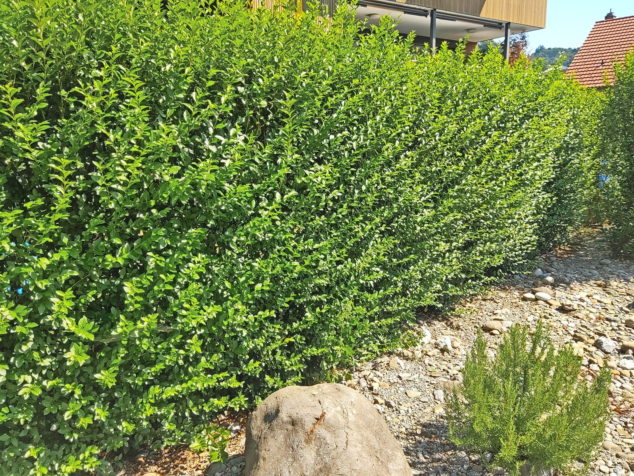 IMG_20220811_114321 Gartenhecke | Der Landanzeiger